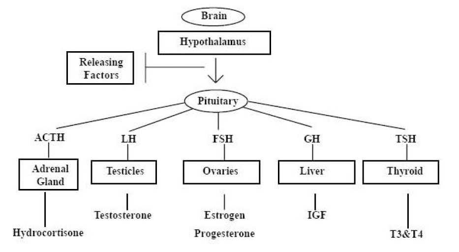 This Gland Is Your Gland: Your Hormones